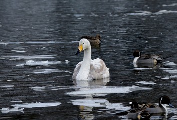 白鳥の幼鳥