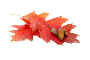 eicheln auf laubbl&auml;ttern