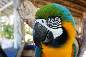 Blue and yellow macaw head detail