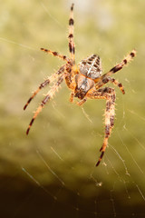 Spider