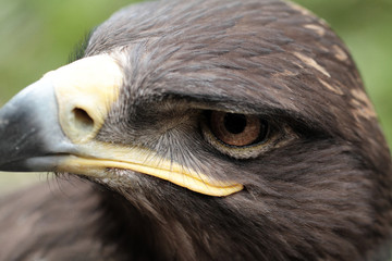 Steppe Eagle