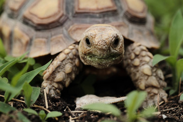 African Spurred Tortoise (Sulcata)