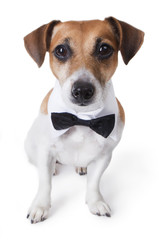 elegant dog with tie