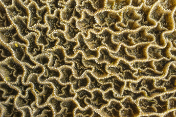 cow stomach
