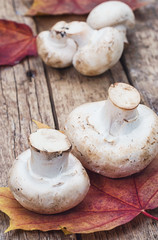 forest mushrooms on a wooden table