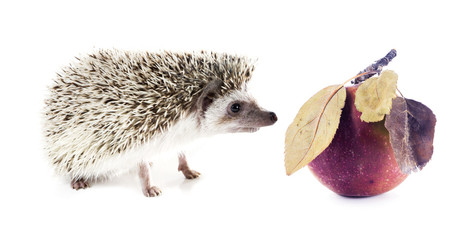 African pygmy hedgehog (Atelerix albiventris) and red apple with