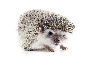 Angry African pygmy hedgehog (Atelerix albiventris) on a white b