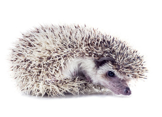 Angry hedgehog (Atelerix albiventris) unfolds from the tangle