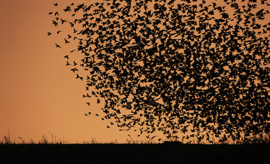 tramonto e uccelli © antonellaspezi