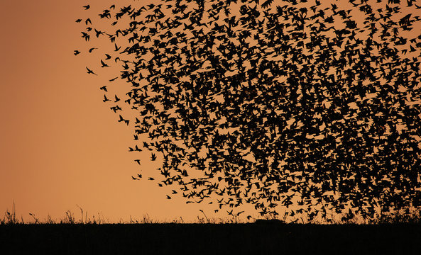 tramonto e uccelli