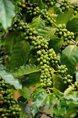 Close up coffee plants tree