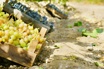 Full wooden boxes with grape bunches