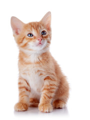 Red striped kitten.