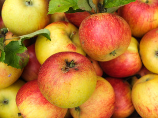 Aepfel frisch geerntet