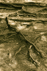 Fototapeta premium raices