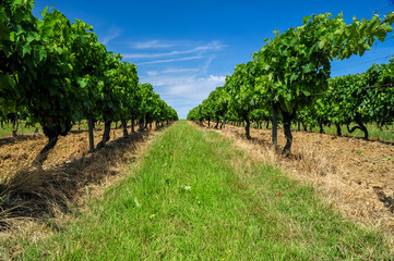 Fototapeta na wymiar beautiful rows of grapes before harvesting in a french vineyard