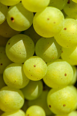 close up of a bunch of grapes in a french vineyard