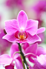 Beautiful purple orchid - phalaenopsis