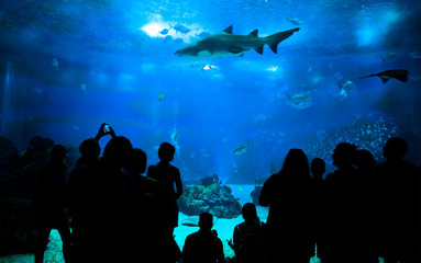 People looking to marine life in aquarium