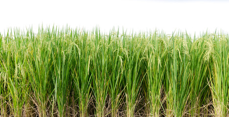paddy rice field