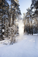 Obraz na płótnie Canvas winter forest