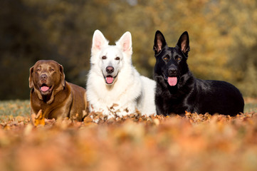 3 Hunde liegend im Laub
