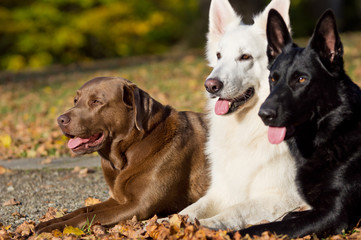 Brauner Labrador mit zwei Schäfern