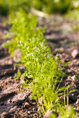 carrots