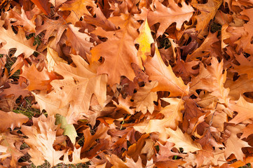 Red oak leaves