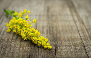 Small yellow flowers