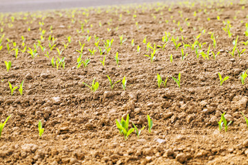 corn sprouts