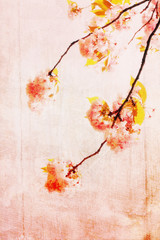 Grungy background with cherry blossom
