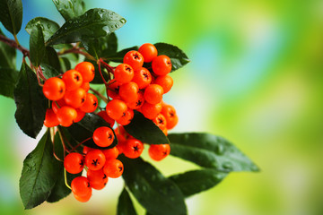 Pyracantha Firethorn orange berries with green leaves,