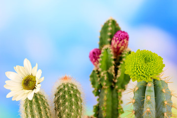 Cactuses with flowers, on blue sky background