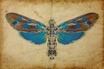 Garden poster Butterflies in Grunge Grunge background