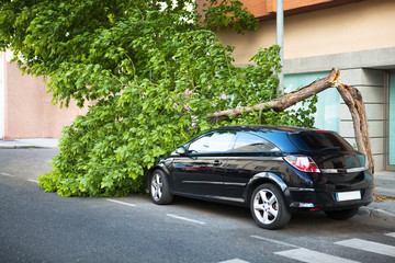 Broken tree on a car, after a storm.