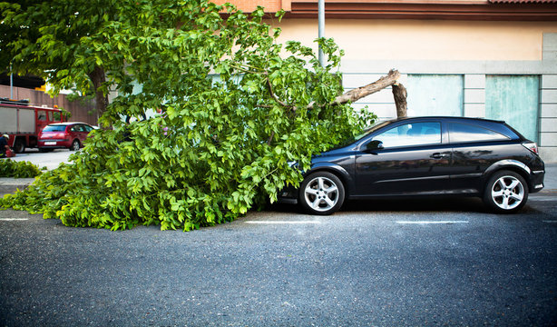 Broken Tree On A Car, After A Storm.