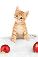 Cute little red kitten isolated on white