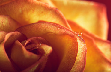 Drop in orange flower