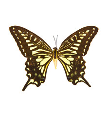 butterfly on a white background