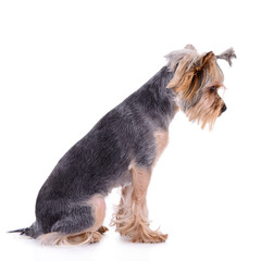Yorkshire terrier sit