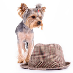 Yorkshire terrier stand