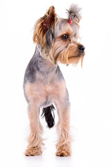 Yorkshire terrier stand