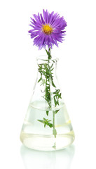 Flower in test-tube isolated on white