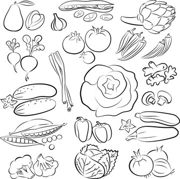 vector illustration of Vegetables in line art mode