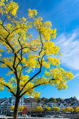 Collection of Beautiful Colorful Autumn Leaves