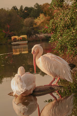 A couple of Rosy Pelicans at the Luise Park in Mannheim, Germany