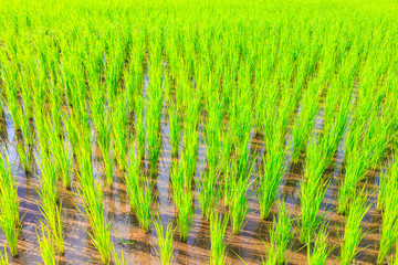 agriculture rice  grow with farm