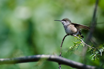 Ruffled Hummingbird Perched on an Evergreen Branch