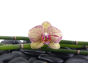 Macro of beautiful orchid with bamboo grove on stones background